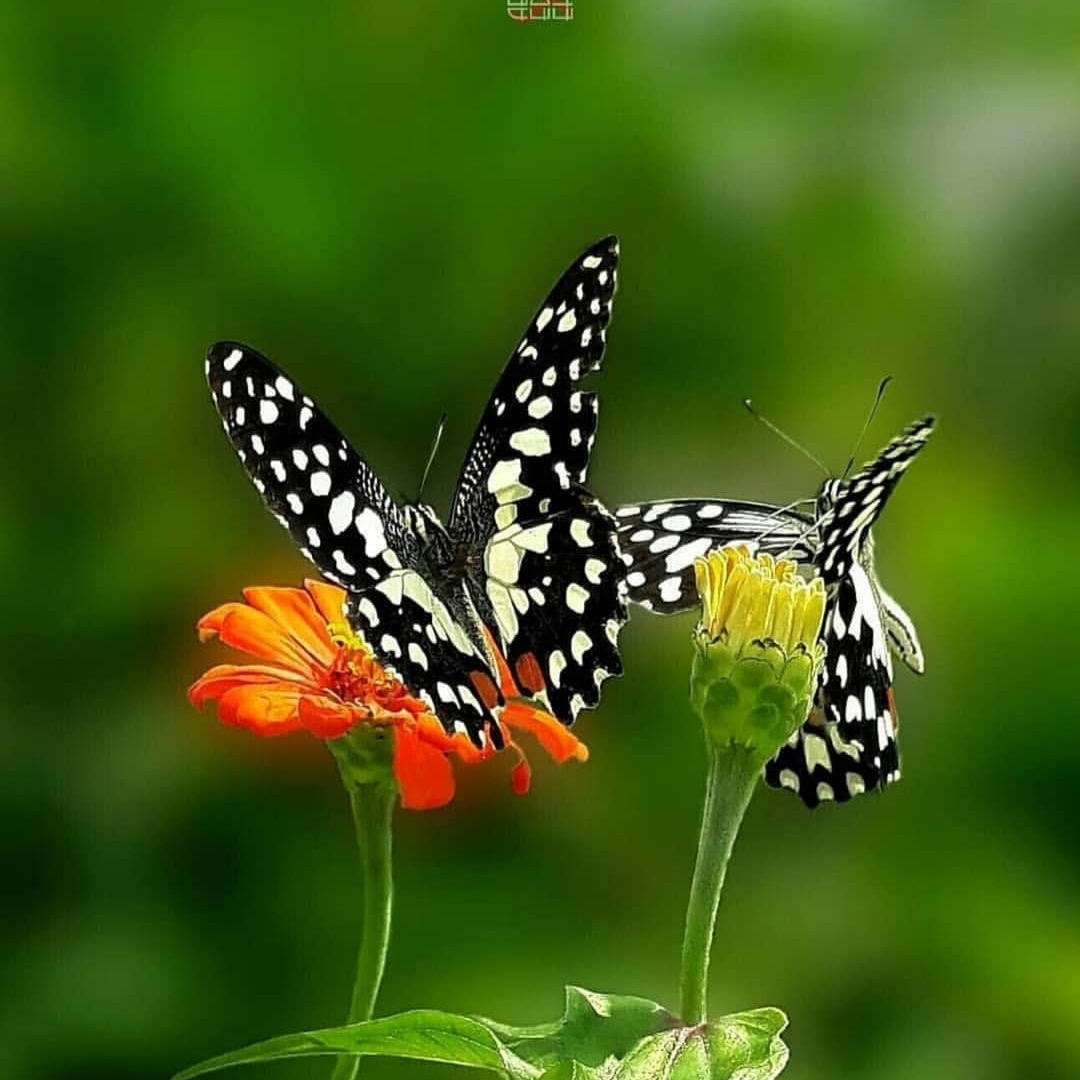 ای خدا برس به دادم دیگه اینجا جای من نیست